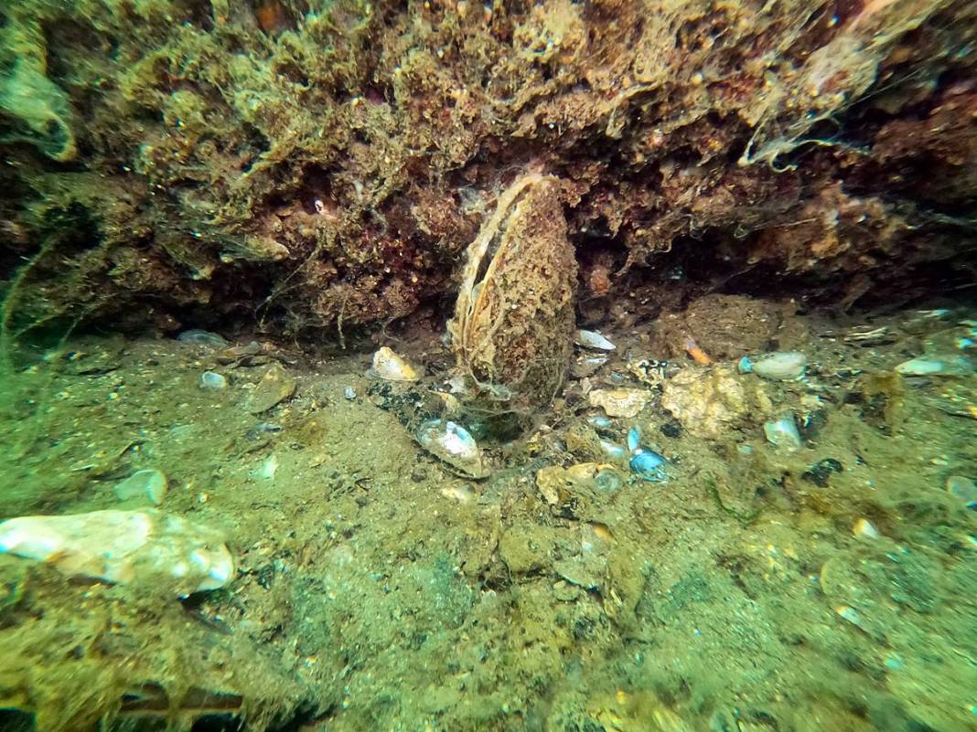 Müsilajla mücadele etmeleri için o bölgeye öbek öbek yerleştiriliyor! Bakanlık, sanayi, üniversite, TÜBİTAK işbirliği 10